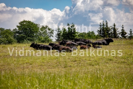 V.Balkuno nuotr. -4059