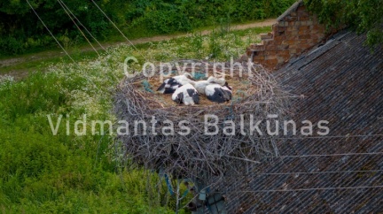 V.Balkuno nuotr. --61